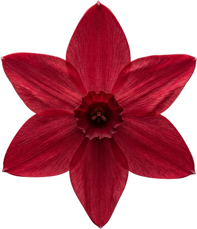 Narciso rojo de seis pétalos — el símbolo de El Método O6